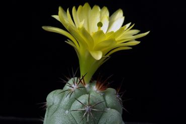 Ortegocactus-macdougallii